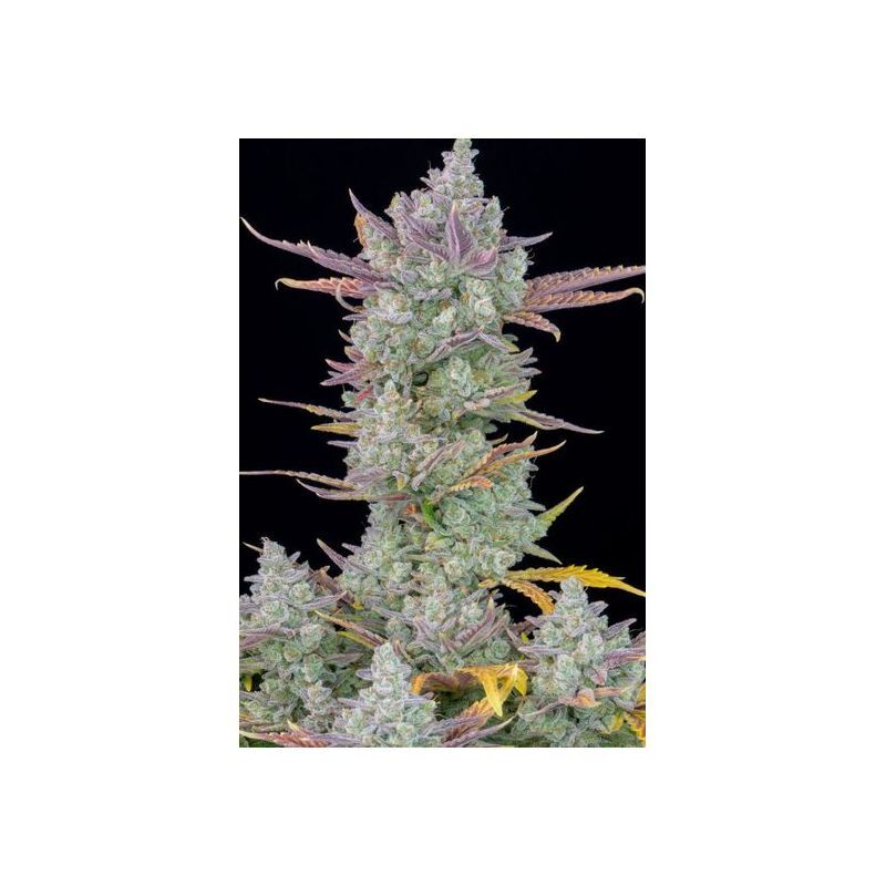 Gorilla Cookies Auto, Фасовка: 1
